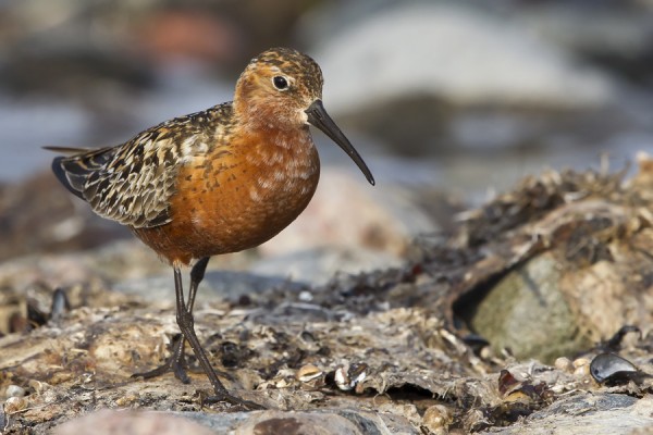 kuovisirri_06_Korppoo_07_12