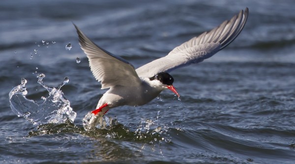 lapintiira_02_Korppoo_07_12