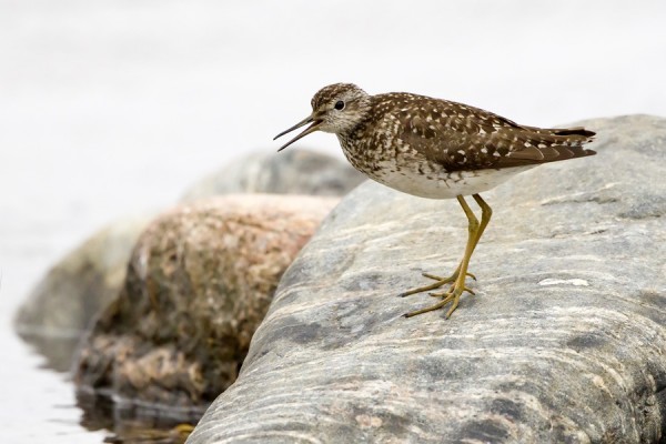 liro_03_Korppoo_06_12