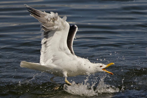 merilokki_03_Korppoo_07_12