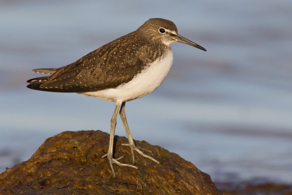 metsaviklo_01_Korppoo_07_12