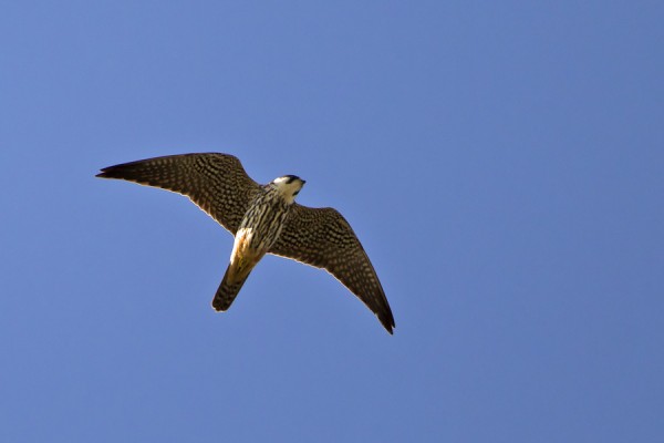 nuolihaukka_01_Korppoo_07_12