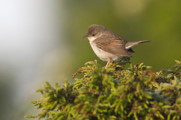 pensaskerttu_01_Korppoo_06_12