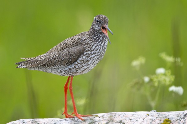 punajalkaviklo_12_Korppoo_06_12