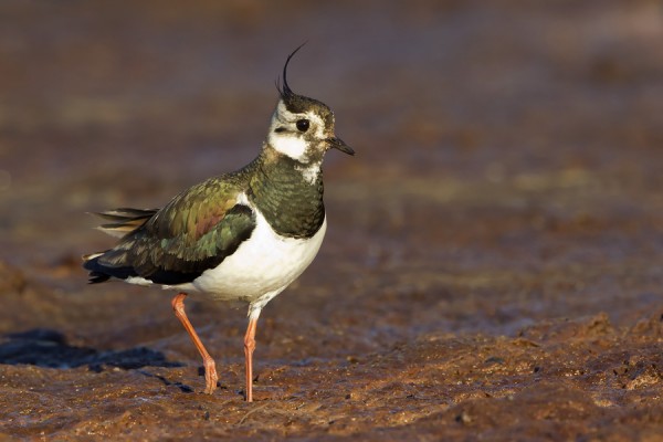 toyhtohyyppa_01_Korppoo_07_12