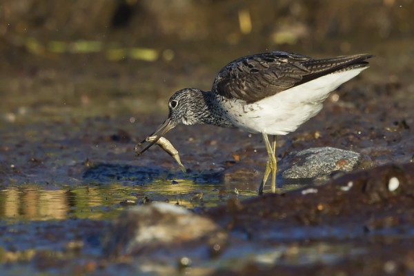 valkoviklo_17_Korppoo_06_12