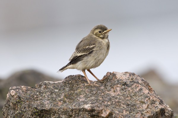 vastarakki_01_Korppoo_06_12