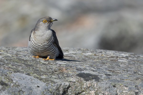 kaki_04_Korppoo_08_12