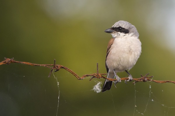 pikkulepinkainen_01_Korppoo_08_12