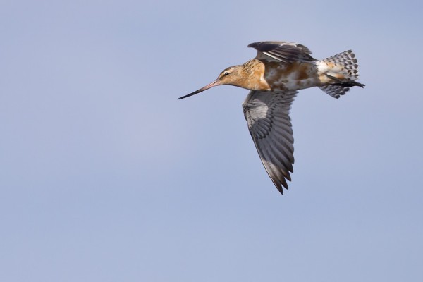 punakuiri_02_Korppoo_08_12