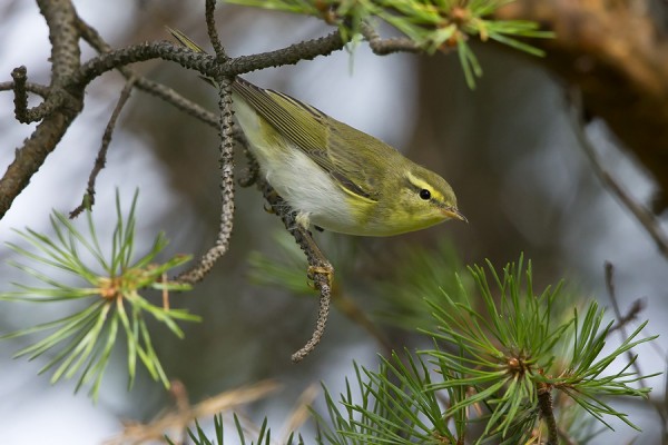 sirittaja_01_Korppoo_08_12