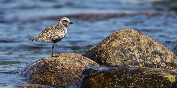 tundrakurmitsa_02_Korppoo_08_12