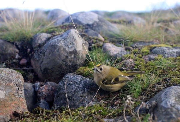 hippiainen_03_Korppoo_09_12