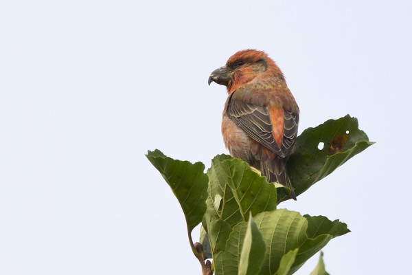 isokapylintu_02_Korppoo_09_12