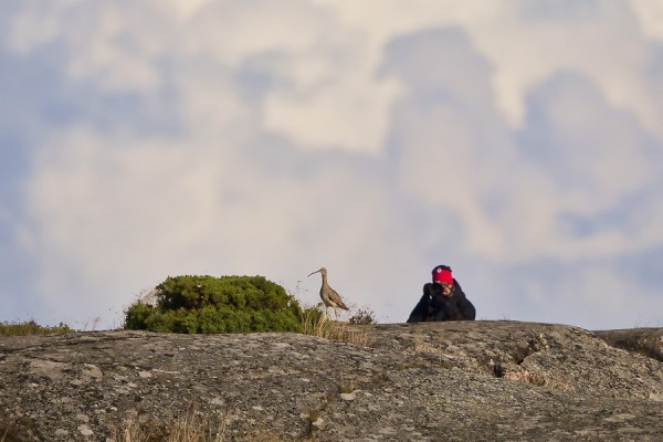 isokuovi_01_Korppoo_09_12