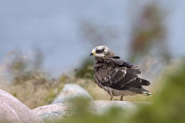 mehilaishaukka_01_Korppoo_09_12