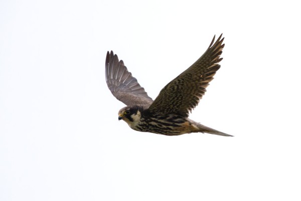 nuolihaukka_01_Korppoo_09_12