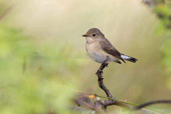 pikkusieppo_01_Korppoo_09_12