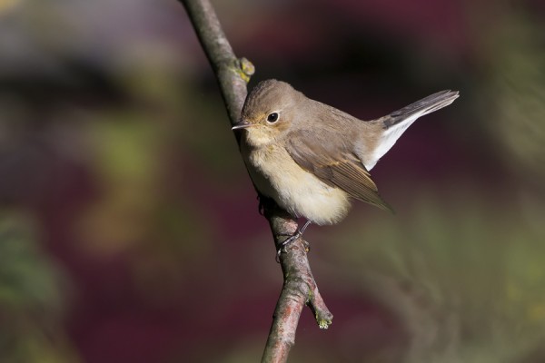 pikkusieppo_11_Korppoo_09_12