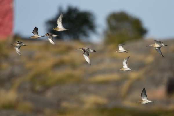 punakuiri_04_Korppoo_09_12