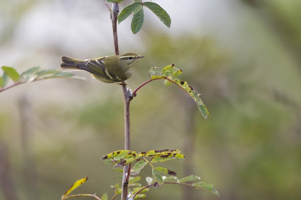 taigauunilintu_08_Korppoo_09_12