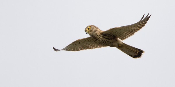 tuulihaukka_12_Korppoo_09_12