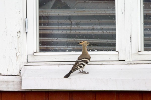 harjalintu_11_Korppoo_10_12