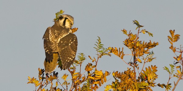 hiiripollo_02_Korppoo_10_12