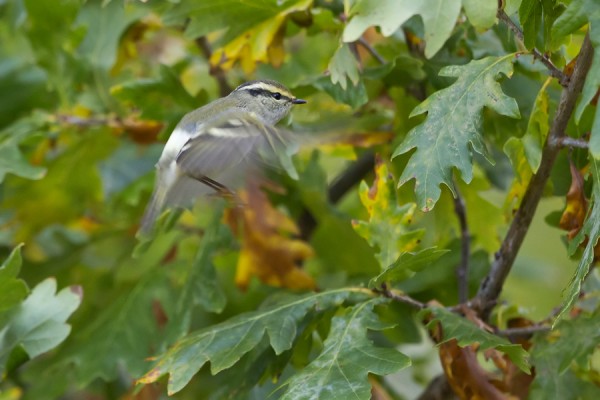 hippiaisuunilintu_06_Korppoo_10_12