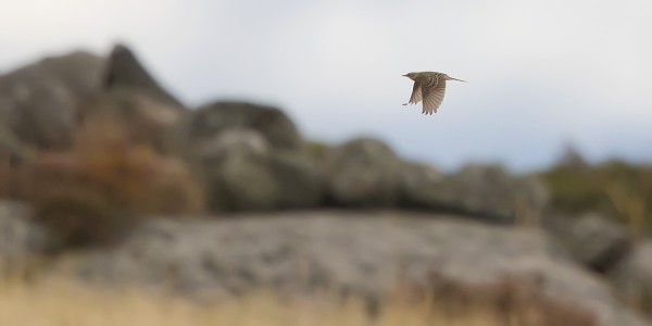 isokirvinen_24_Korppoo_10_12