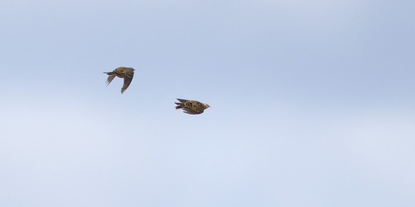 isokirvinen_40_Korppoo_10_12