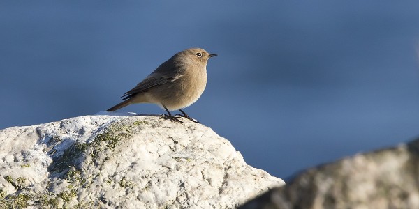 mustaleppalintu_01_Korppoo_10_12