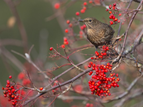 mustarastas_10_Korppoo_10_12