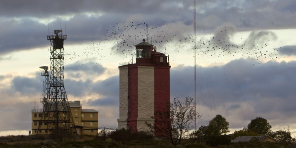 naakka_04_Korppoo_10_12