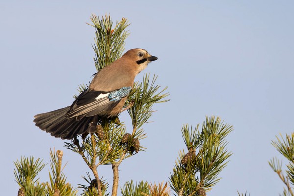 narhi_01_Korppoo_10_12