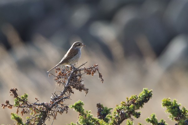 pikkulepinkainen_01_Korppoo_10_12