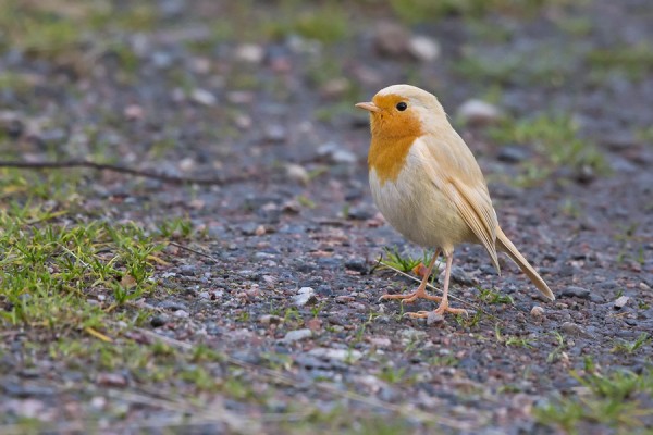 punarinta_06_Korppoo_10_12