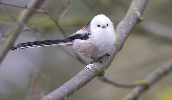 pyrstotiainen_09_Korppoo_10_12