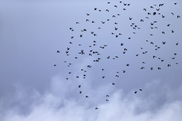 sepelkyyhky_05_Korppoo_10_12