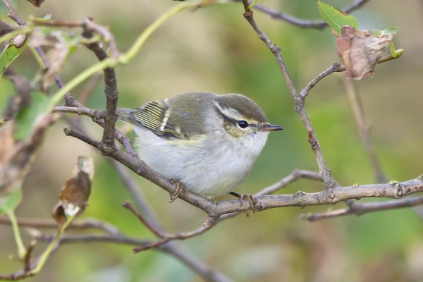 taigauunilintu_01_Korppoo_10_12