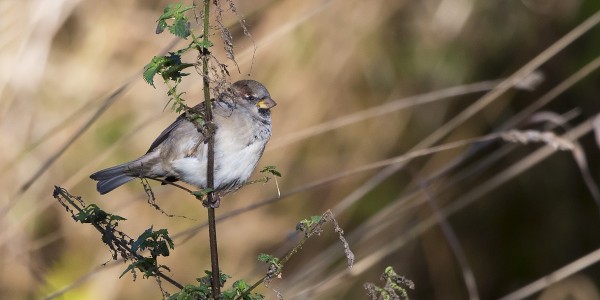 varpunen_01_Korppoo_10_12