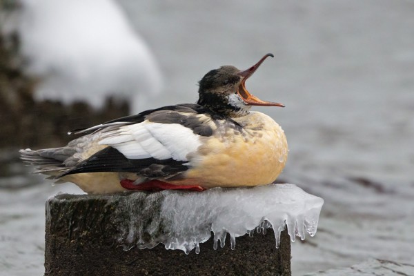 isokoskelo_36_Korppoo_12_12