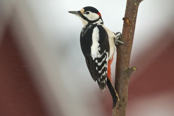 kapytikka_05_Korppoo_12_12