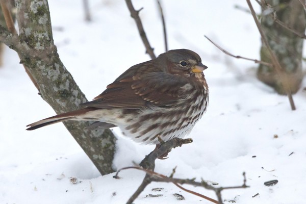 kettusirkku_01_Korppoo_12_12