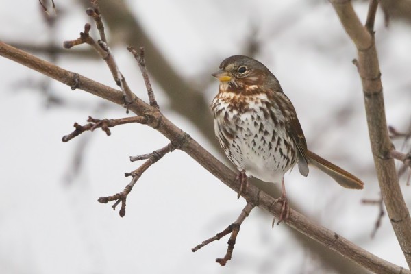 kettusirkku_21_Korppoo_12_12