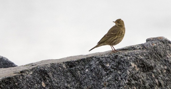 luotokirvinen_06_Korppoo_12_12