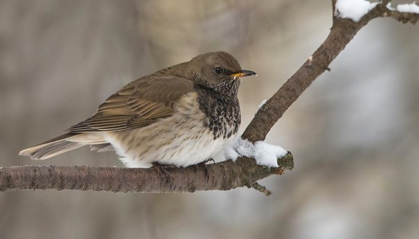 mustakaularastas_02_Espoo_12_12