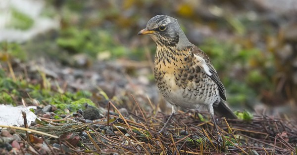 rakattirastas_05_Korppoo_12_12