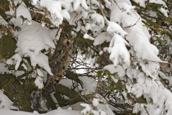 sarvipollo_01_Korppoo_12_12