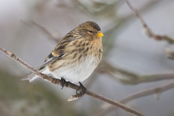 vuorihemppo_15_Korppoo_12_12